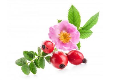 Rosehip