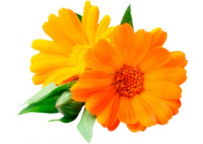 Calendula