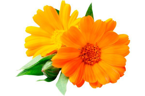 Calendula