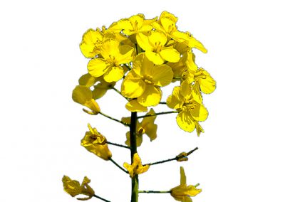 Canola