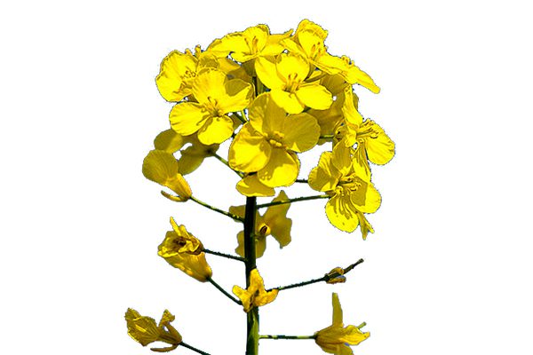 Canola