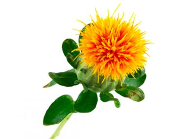 Safflower
