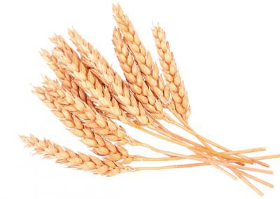 Wheat germ