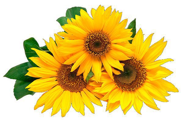 Girasol