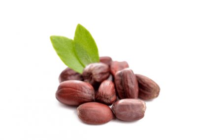 Jojoba