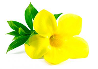 Evening primrose