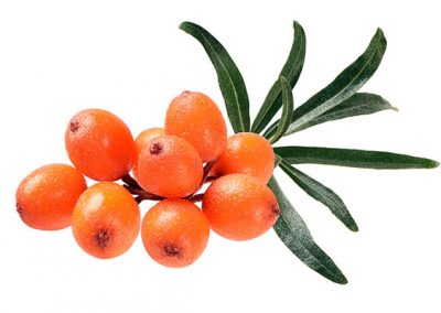 Sea buckthorn