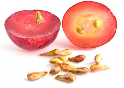 Grapeseed