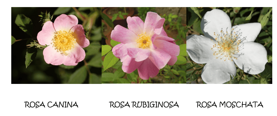 Types of rosehip: Rosa canina, Rosa rubiginosa and Rosa moschata.