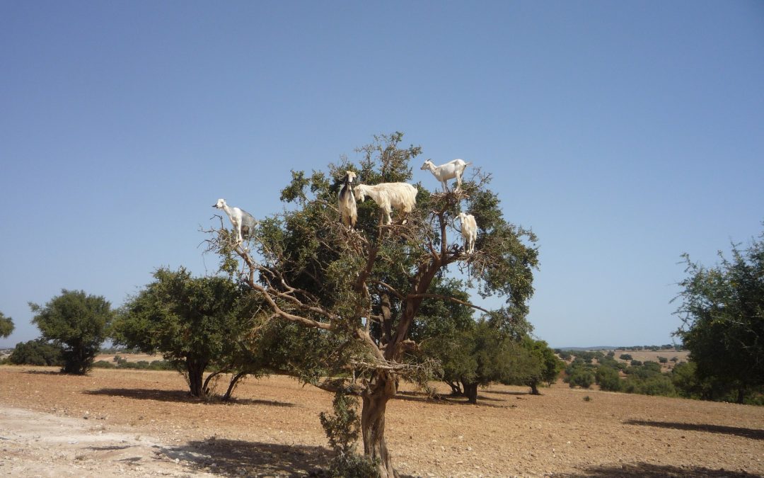 Argan Oil: The liquid gold of the cosmetics industry