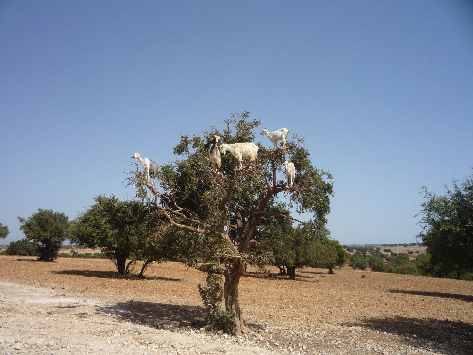 Argan Oil: The liquid gold of the cosmetics industry