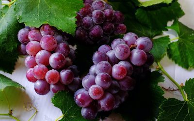 Propiedades del aceite de pepita de uva que te sorprenderán: